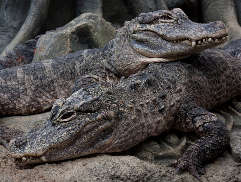 Alligator sinensis