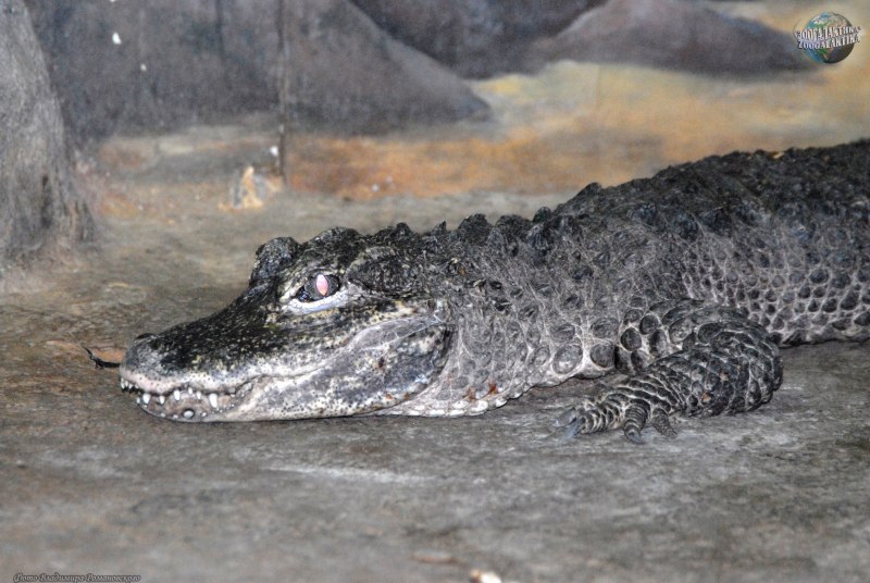 Alligator sinensis