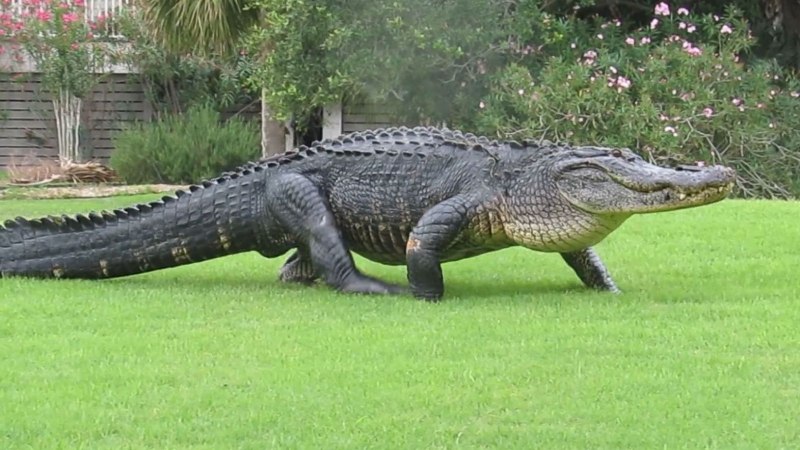 Миссисипский Аллигатор (Alligator mississippiensis)