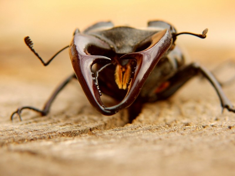 Eupatorus gracilicornis