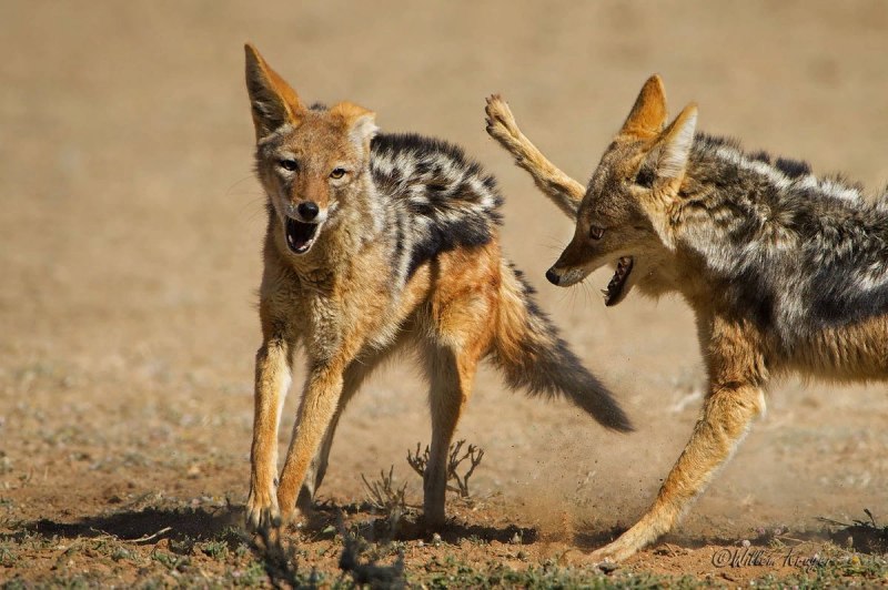 Шакал (canis aureus)