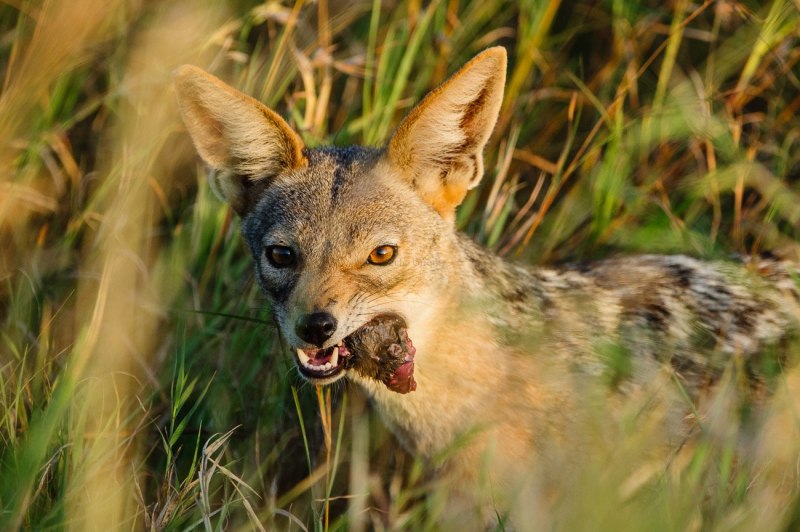 Canis Lupus pallipes