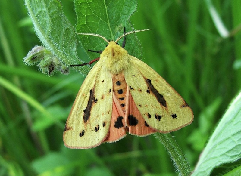 Бабочки Белоруссии фото и названия