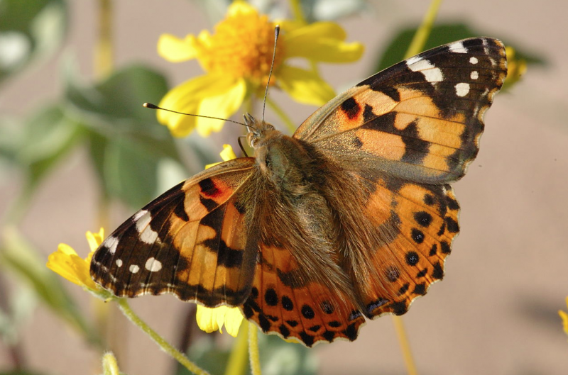 Махаон Перламутровка