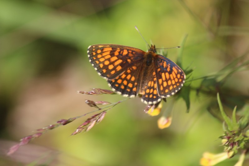 Бабочки Беларуси фото
