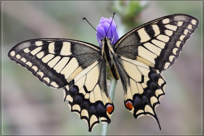 Бабочка репейница и чертополоховка