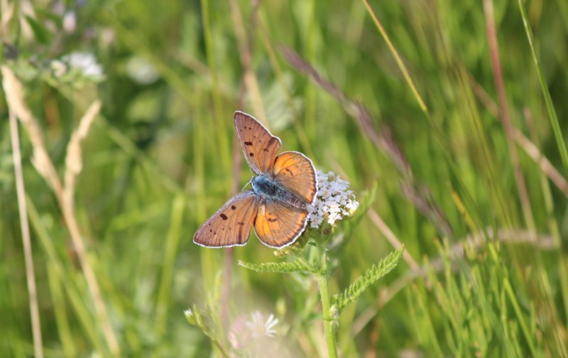 Беларусь бабочки эмиграция