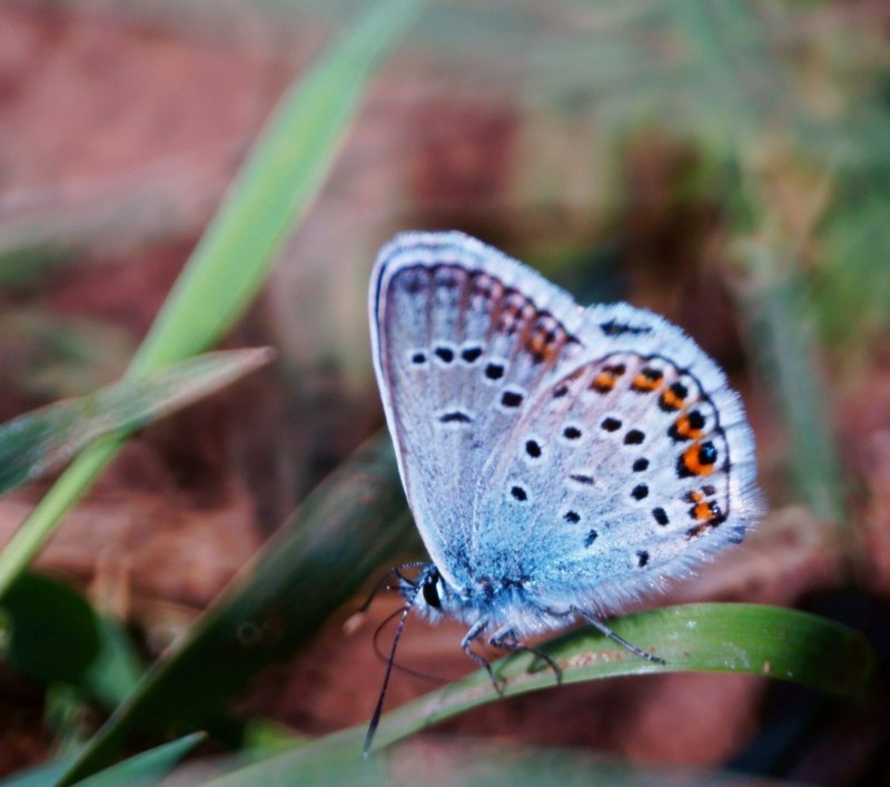 Светло коричневая бабочка