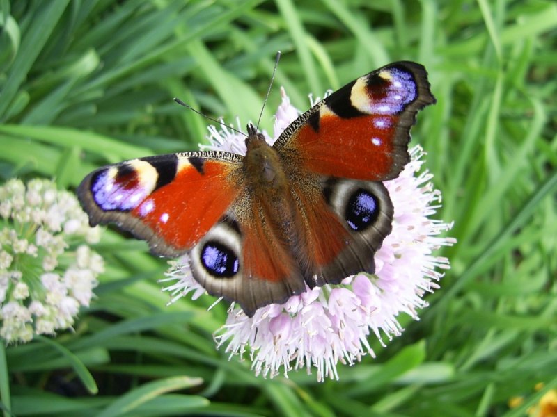 Зеринтия Поликсена бабочка
