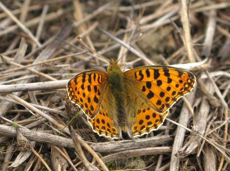 Бабочка Махаон (Papilio Machaon)