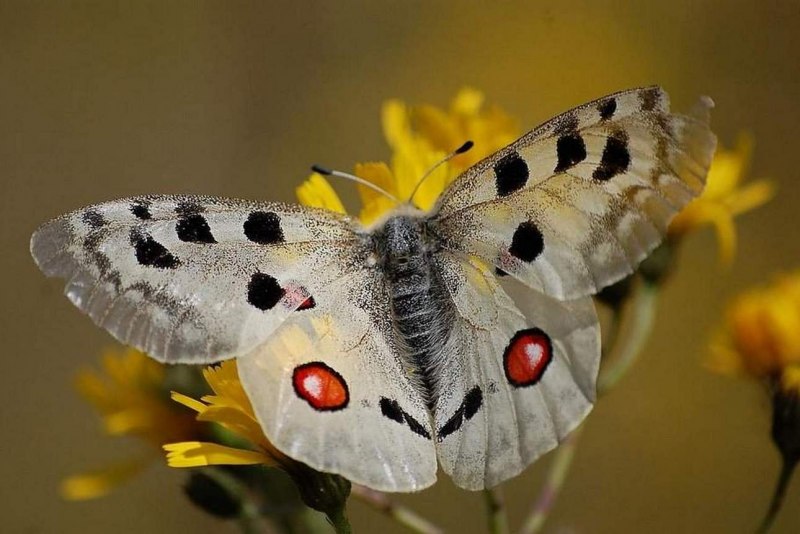 Бабочка анфас