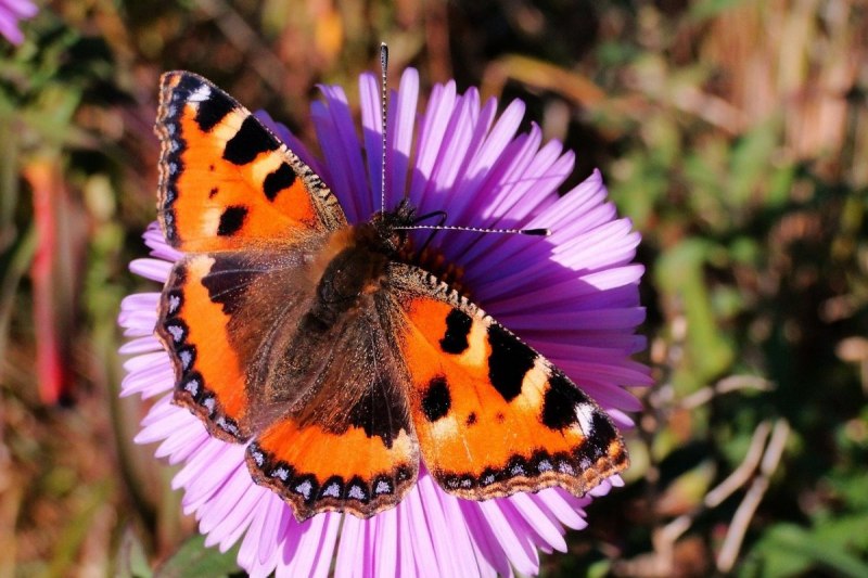 - Павлиний глаз, - Махаон, - Адмирал.