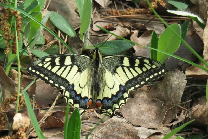 Бабочка Махаон Адмирал
