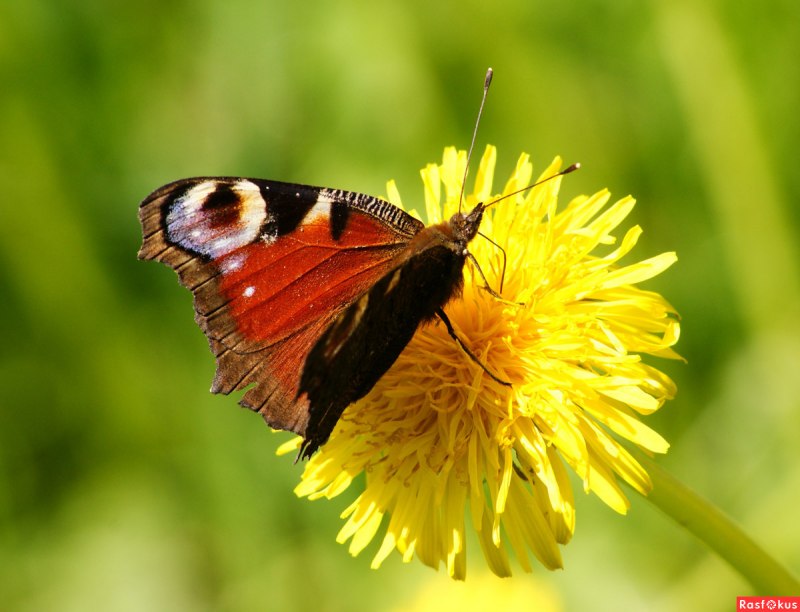 Бабочки Беларуси