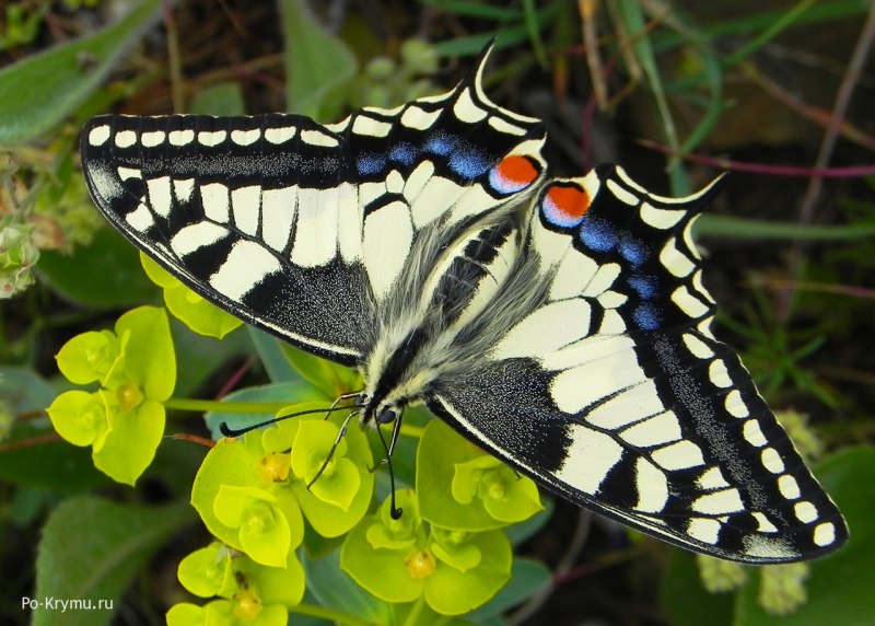 Бабочка Монарх бабочка Адмирал