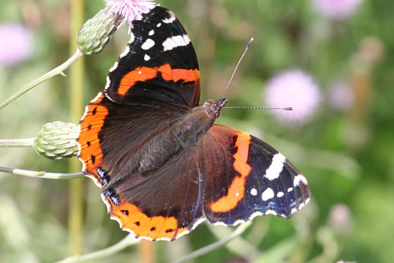 Голубянка Филипьева