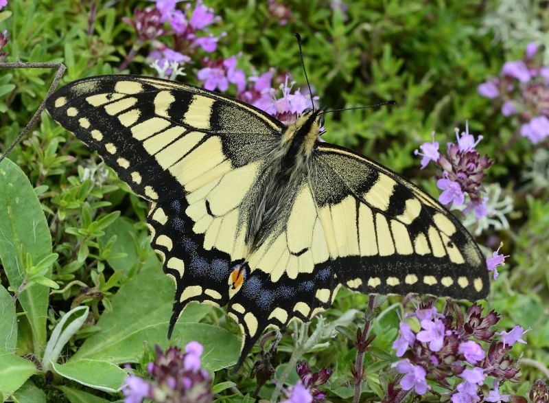 Бархатница скульда