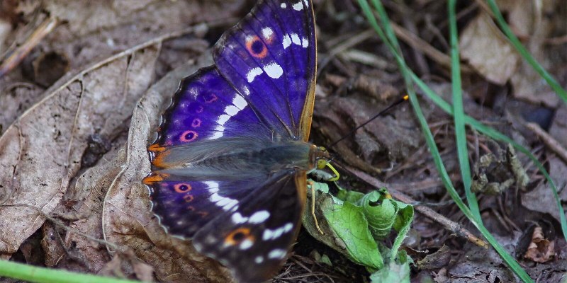 Бабочка Махаон Адмирал