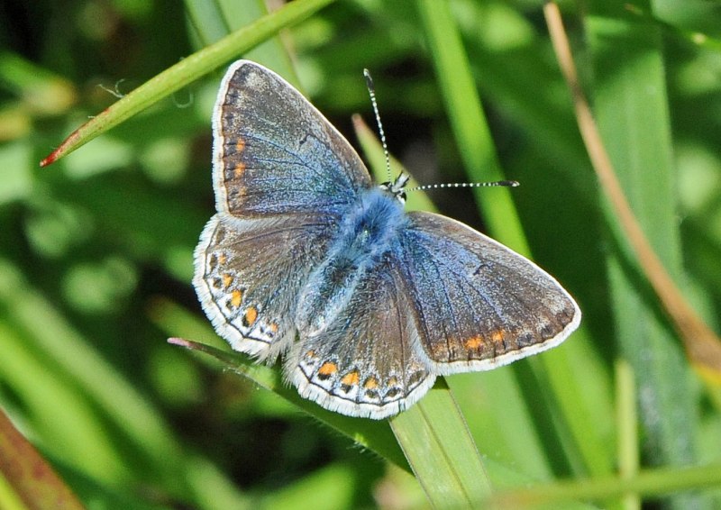 Павлиний глаз (бабочка)