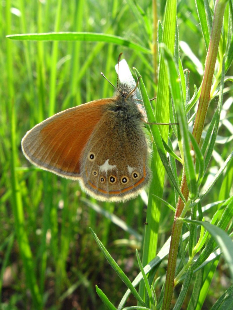 Бабочка Махаон большая