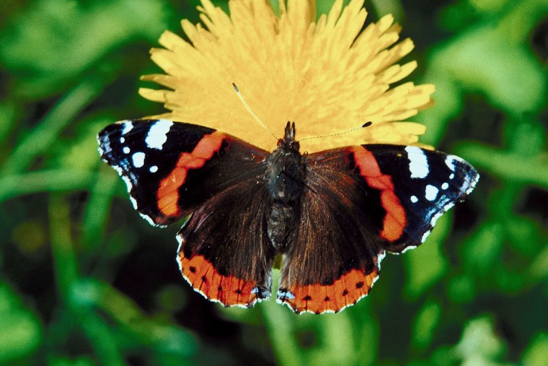 Бабочка Махаон ласточкин хвост