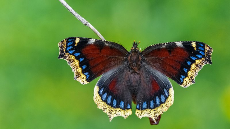 Мнемозина черный Аполлон