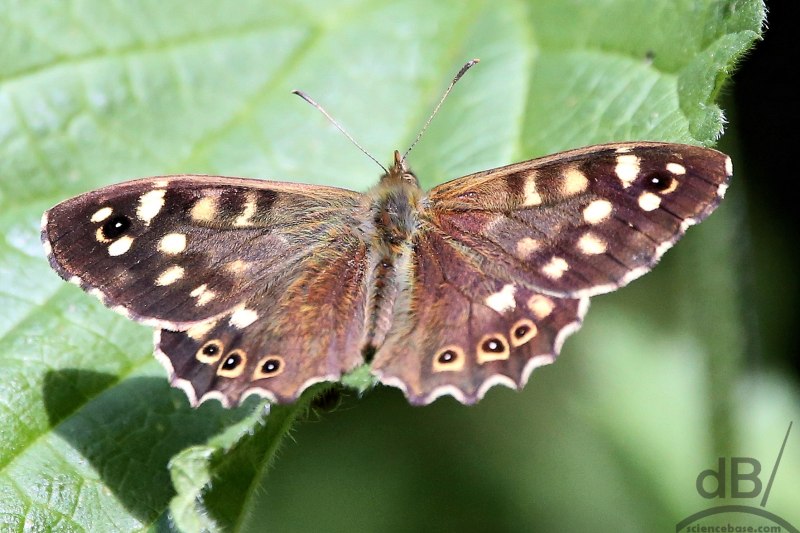 Изумрудная бабочка