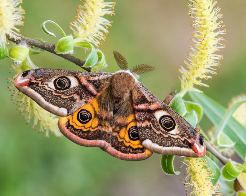 Бабочки Башкирии