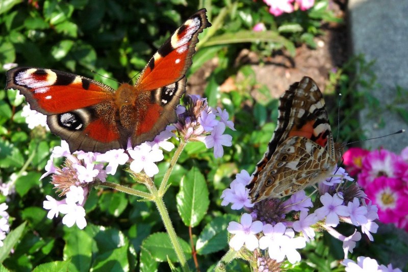 Gonepteryx rhamni лимонница