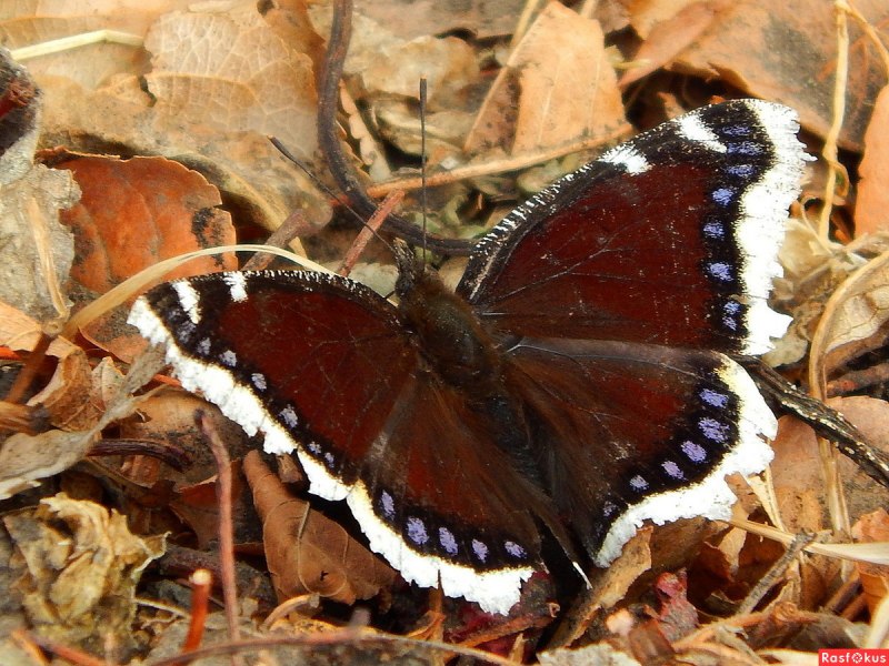 Бабочка Махаон голубянка Аполлон