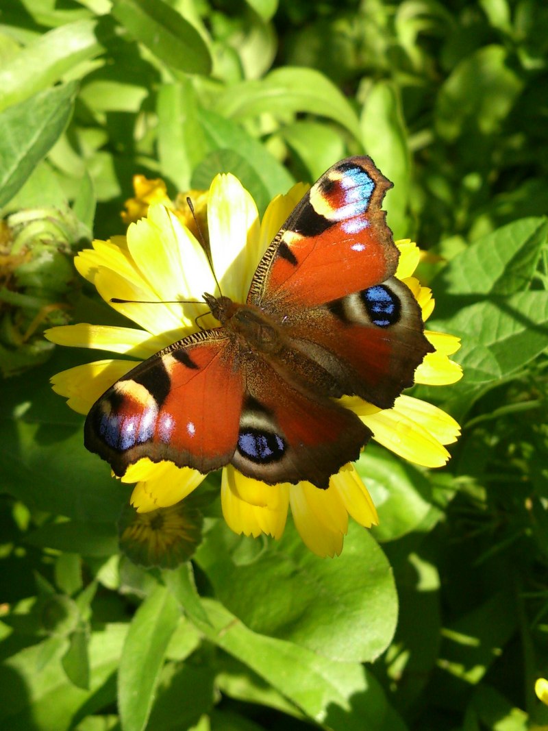 Бабочка Белянка южносибирская