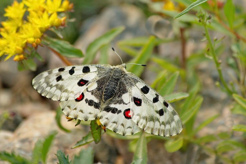 Беспозвоночные животные
