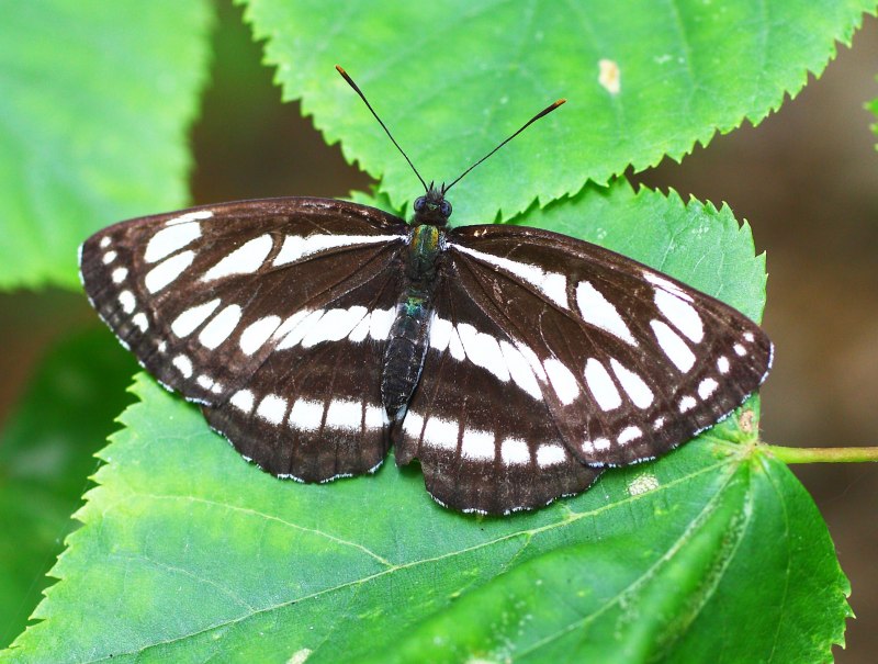 Адмирал бабочка черно красная