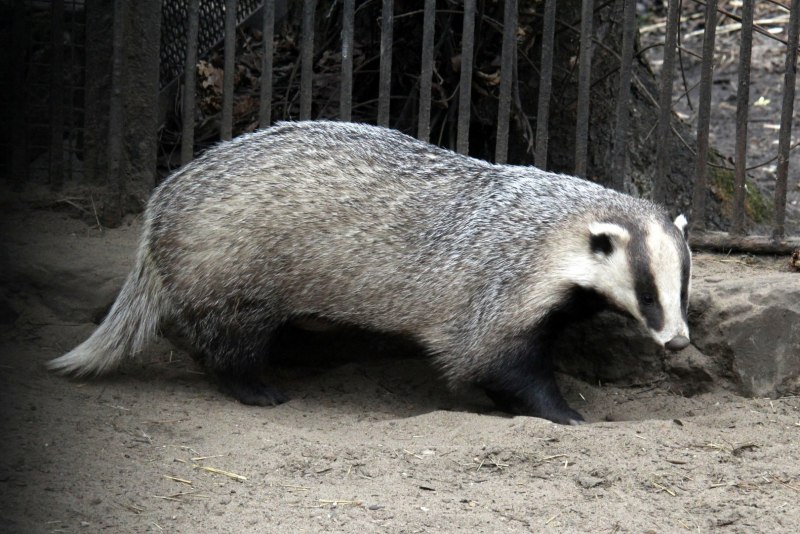 Американские Барсуки (Taxidea Taxus)