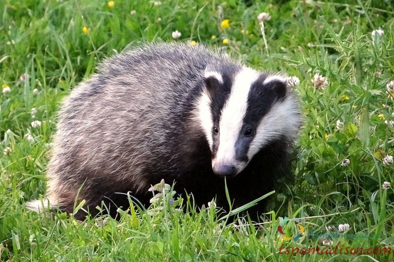 Американские Барсуки (Taxidea Taxus)