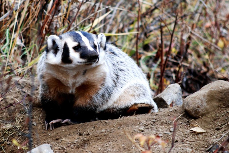 Badger Badger