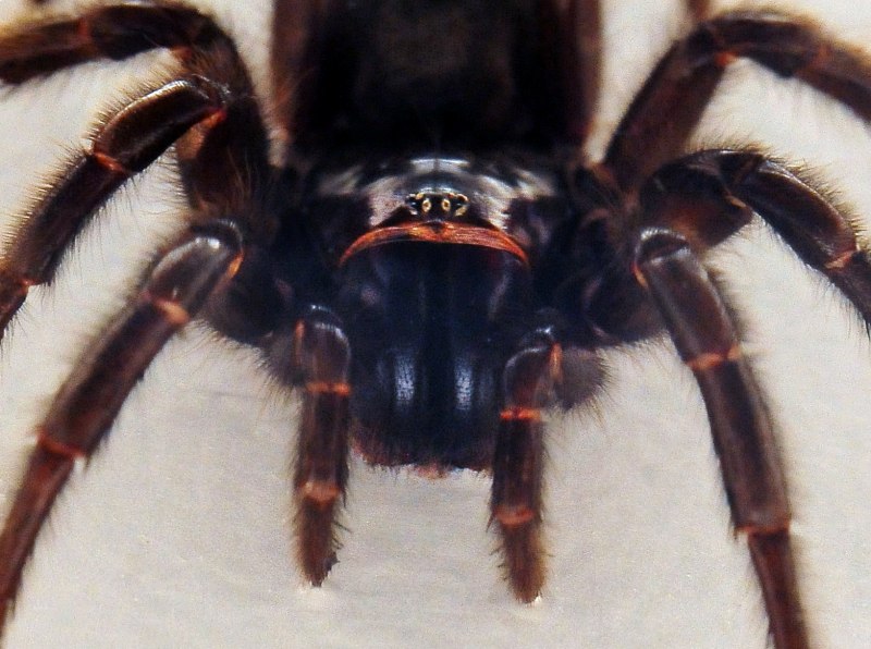 Atrax robustus паук