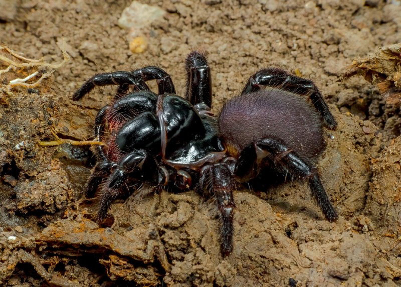 Funnel web паук