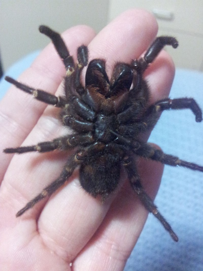 Atrax robustus паук