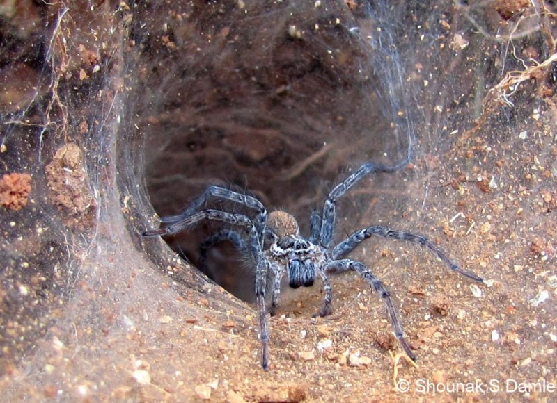 Паук Hadronyche