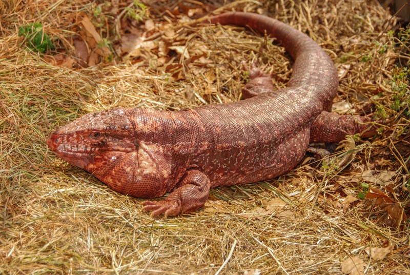 Tupinambis rufescens