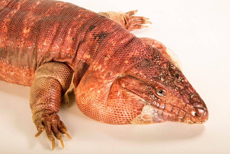 Tupinambis rufescens