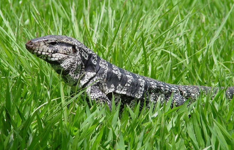 Tupinambis merianae