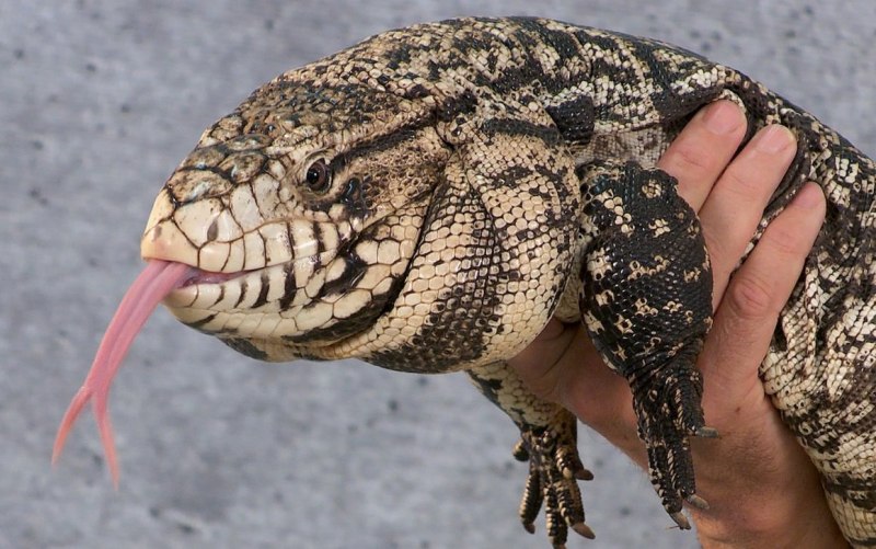 Tupinambis merianae