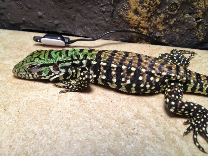 Tupinambis merianae