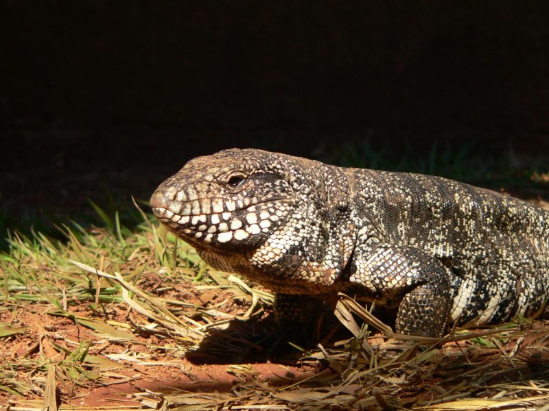 Tupinambis merianae
