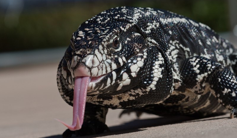 Varanus prasinus