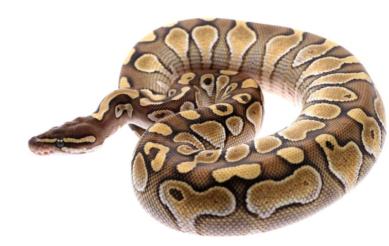 Epicrates subflavus
