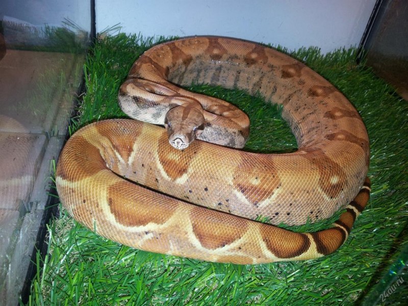 Питон Morelia viridis