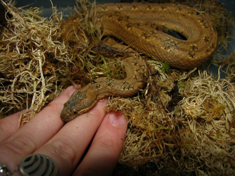 Tropidophis melanurus
